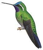 Purple-throated Mountaingem Illustration