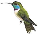 Purple-collared Woodstar Illustration