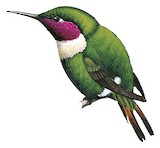 Rufous-shafted Woodstar Illustration