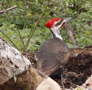 Pileated Woodpecker - Jim Grieshaber