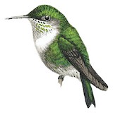 Vervain Hummingbird Illustration