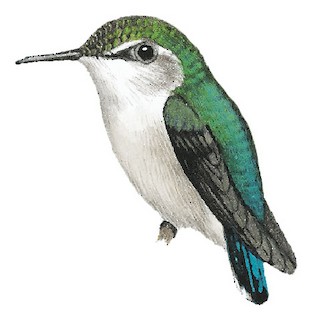 female bee hummingbird