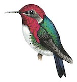 Bee Hummingbird Illustration