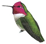 Anna's Hummingbird Illustration