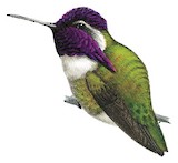 Costa's Hummingbird Illustration