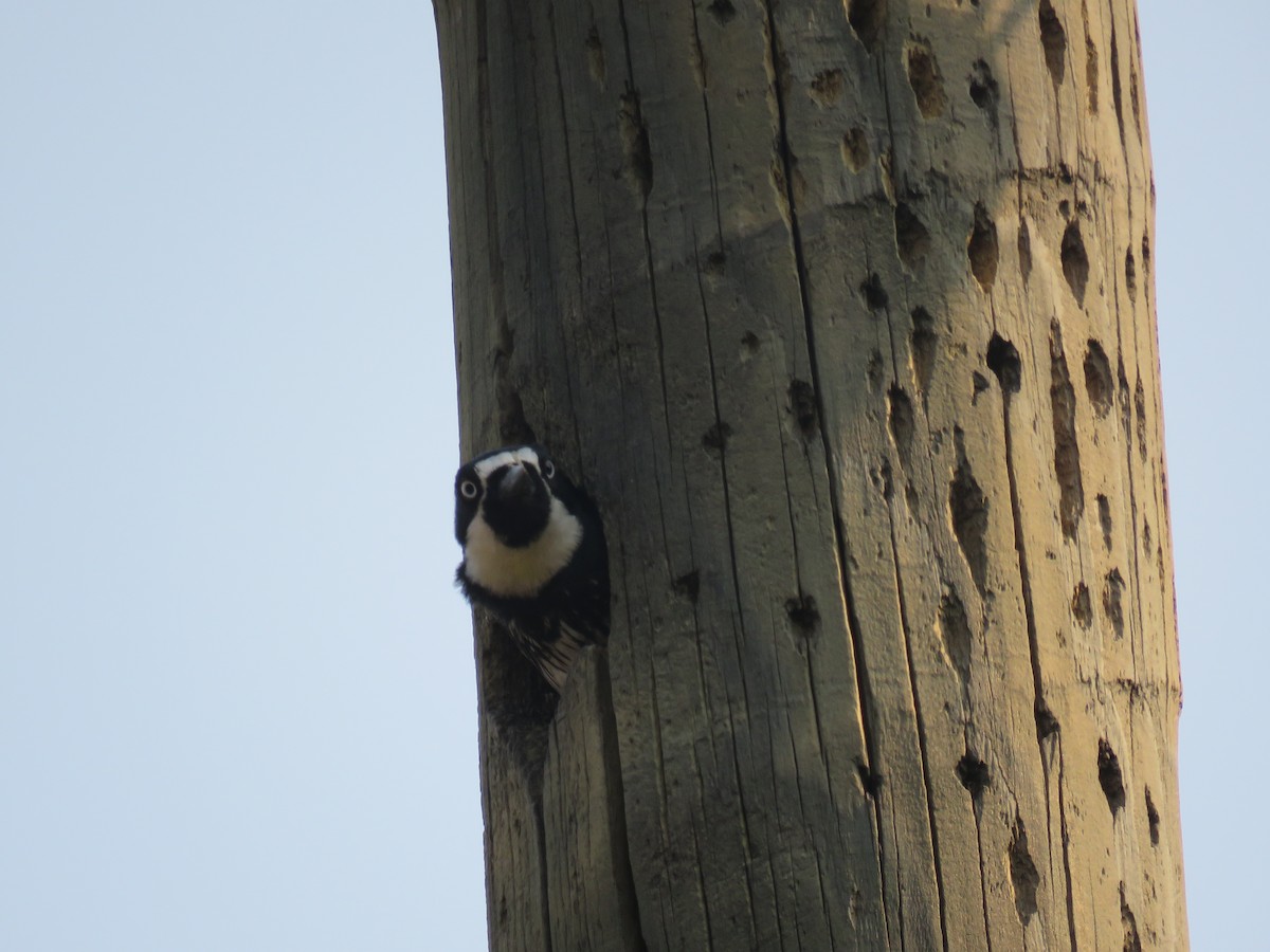 Acorn Woodpecker - Aura Orozco (Mexihca-Aves Birding) 🦩