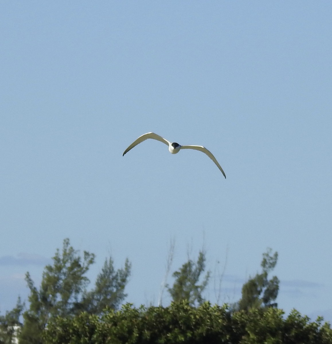 Gull-billed Tern - Erika Gates