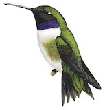 Black-chinned Hummingbird Illustration