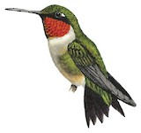 Ruby-throated Hummingbird Illustration