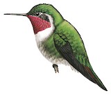 Broad-tailed Hummingbird Illustration