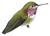 Calliope Hummingbird Illustration