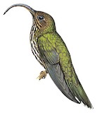 White-tipped Sicklebill Illustration