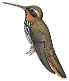 Saw-billed Hermit Illustration