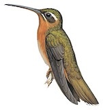 Hook-billed Hermit Illustration