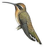 Broad-tipped Hermit Illustration