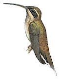 Streak-throated Hermit Illustration