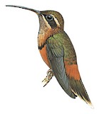 Black-throated Hermit Illustration