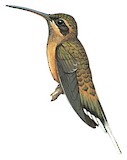 Buff-bellied Hermit Illustration