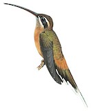 Planalto Hermit Illustration