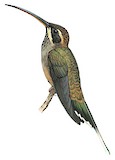 Scale-throated Hermit Illustration