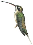 Pale-bellied Hermit Illustration