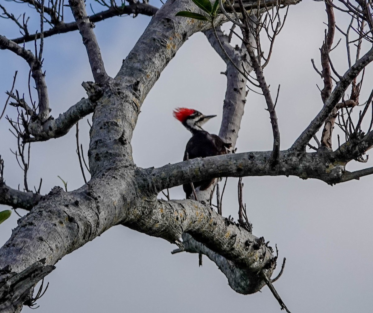 Pileated Woodpecker - Doreen LePage