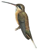 Straight-billed Hermit Illustration