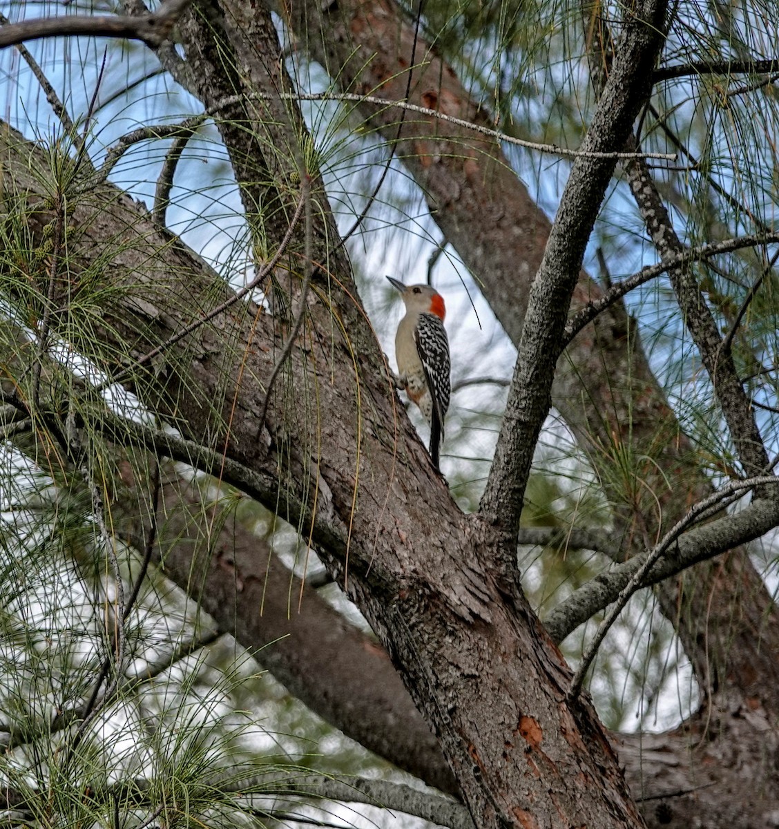 Red-bellied Woodpecker - ML152830871