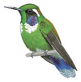 Geoffroy's Daggerbill Illustration