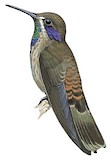 Brown Violetear Illustration