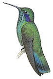 Lesser Violetear Illustration