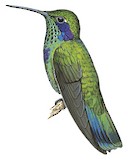 Mexican Violetear Illustration