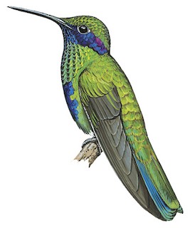 Sparkling violet-ear / Colibri anaïs / Colibri coruscans – Coraves