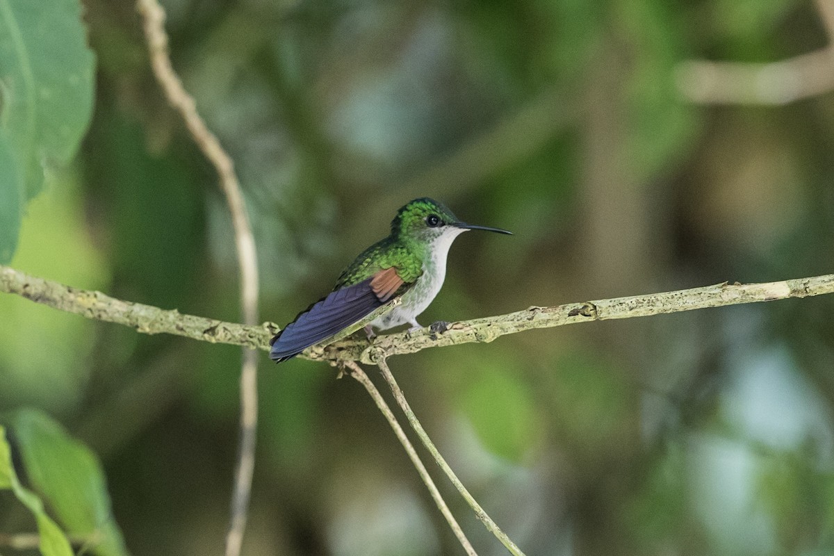 Stripe-tailed Hummingbird - Stefan Hirsch