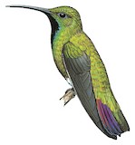 Green-breasted Mango Illustration