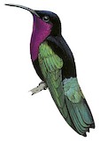 Purple-throated Carib Illustration