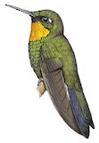 Flame-throated Sunangel Illustration