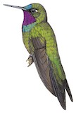 Purple-throated Sunangel Illustration