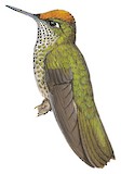 Green-backed Firecrown Illustration