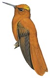 Juan Fernandez Firecrown Illustration