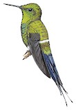 Green Thorntail Illustration