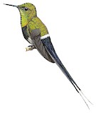 Black-bellied Thorntail Illustration