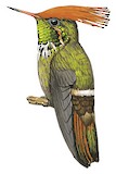 Rufous-crested Coquette Illustration