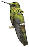 Peacock Coquette Illustration