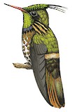 Black-crested Coquette Illustration