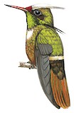 White-crested Coquette Illustration