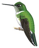 Ecuadorian Piedtail Illustration