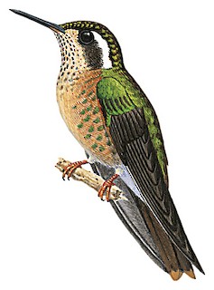 Adelomyia melanogenys cervina