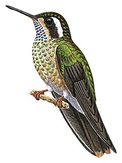 Adelomyia melanogenys inornata