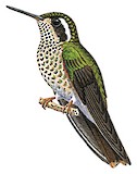 Speckled Hummingbird Illustration